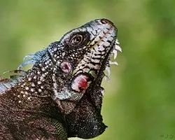 La Iguana