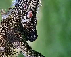 La Danza de la Iguana