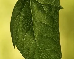La Hoja del Sauce