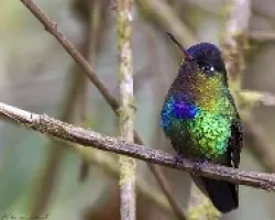 Fiery-throated Hummingbird