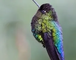 Fiery-throated Hummingbird