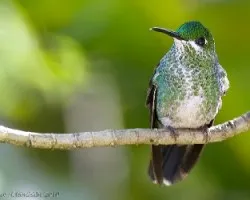 Green-crowned Brilliant female