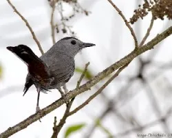 Gray Catbird