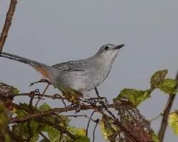Gray Catbird