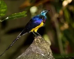 Royal Starling