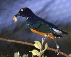 Superb Starling