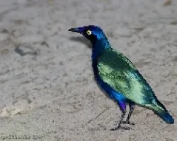 Purple Glossy Starling