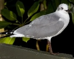 Larus atricilla
