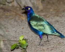 Purple Glossy Starling