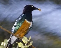 Superb Starling