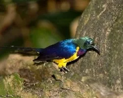 Royal Starling