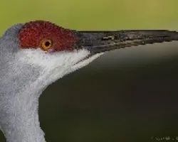 Sandhill Crane (Grus canadensis)