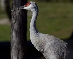 Sandhill Crane (Grus canadensis)