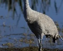 Sandhill Crane (Grus canadensis)