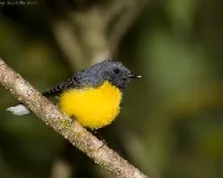 Myioborus miniatus