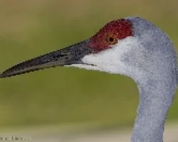 Sandhill Crane (Grus canadensis)