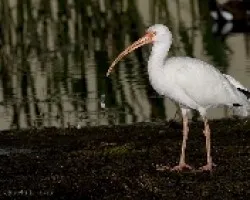 White Ibis (Eudocimus albus)