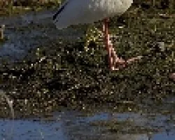 White Ibis (Eudocimus albus)