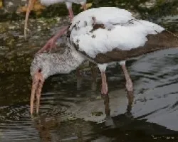 White Ibis juvenil (Eudocimus albus)