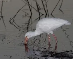 White Ibis (Eudocimus albus)