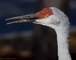 Sandhill Crane (Grus canadensis)