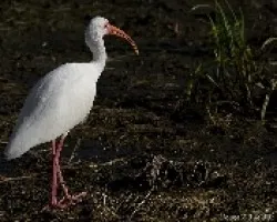 White Ibis (Eudocimus albus)