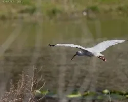 White Ibis (Eudocimus albus)