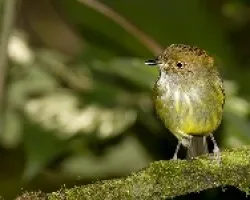 Scale-crested Pygmy Tyrant