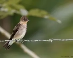 Southern Rough-winged Swallow 