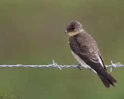Southern Rough-winged Swallow 