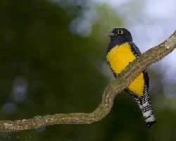 Violaceous Trogon male