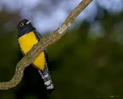 Violaceous Trogon male