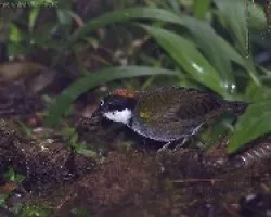 Chestnut-capped Brush-Finch 