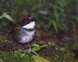 Chestnut-capped Brush-Finch 