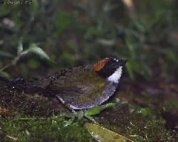 Chestnut-capped Brush-Finch 