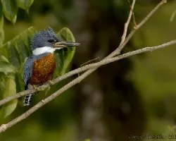 Ringed Kingfisher male