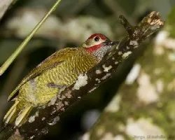 Golden-olive Woodpecker