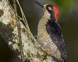 Black-cheeked Woodpecker (male)