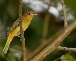 Piranga rubra (Summer Tanager) macho juvenil