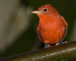 Piranga rubra (Summer Tanager) macho adulto