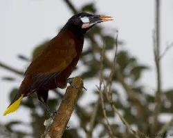 Montezuma Oropendola