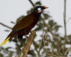 Montezuma Oropendola