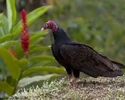 Turkey Vulture (Cathartes aura)