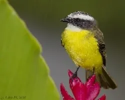 Social Flycatcher