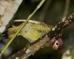 Golden-olive Woodpecker