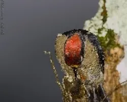 Black-cheeked Woodpecker (male)