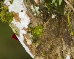 Lineated Woodpecker