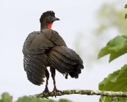 Crested Guan