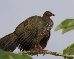 Crested Guan