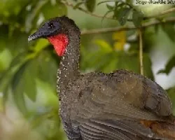 Crested Guan